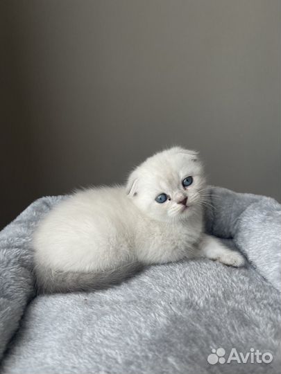 Шотландские котята
