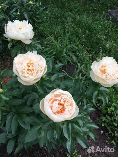 Пионы Пастелеганс и Лойс Чойс