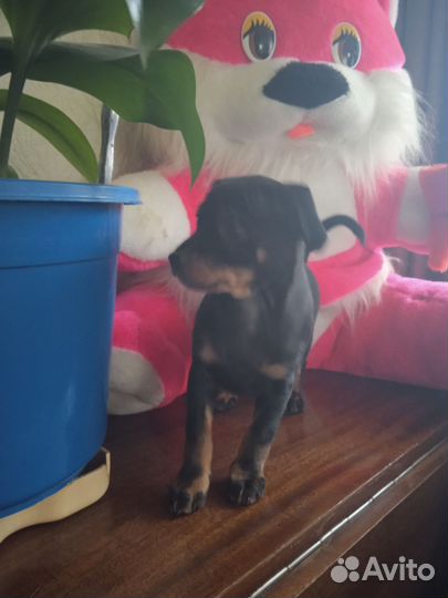 Щенки русский той-терьер