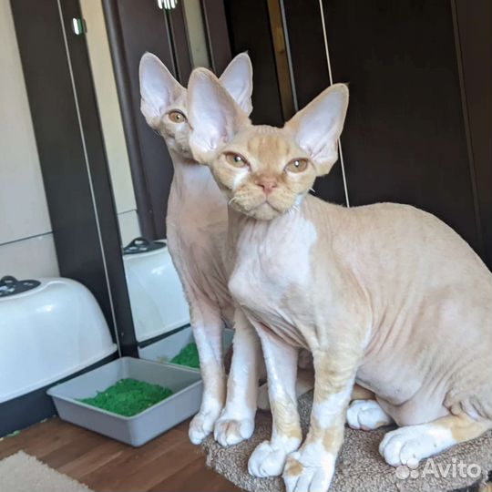 Котята девон-рекс
