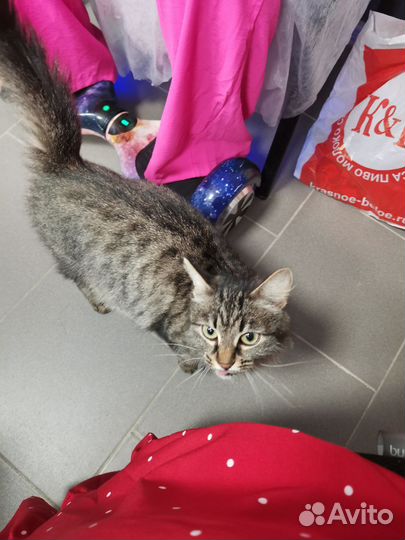 Кошка