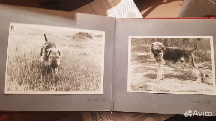 Эрдельтерьер фотоальбом советского времени СССР