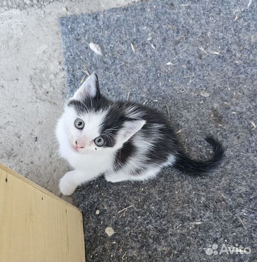 Котенок в добрые рук