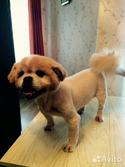 Стрижка кошек и собак, выезд на дом