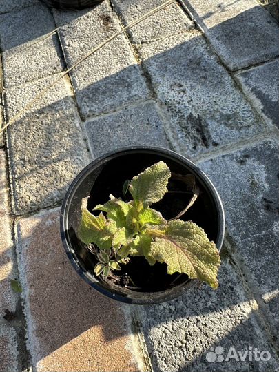 Ромашка, наперстянка, пижма девичья