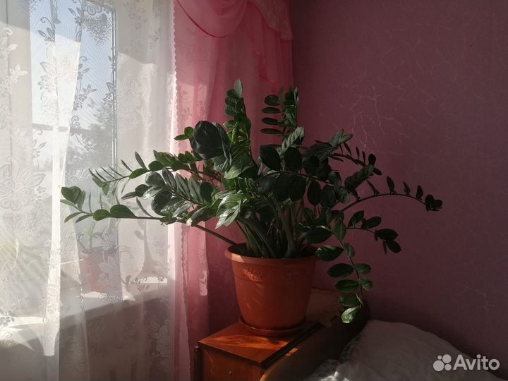Замиокулькас