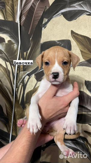 Американский стаффордширский терьер