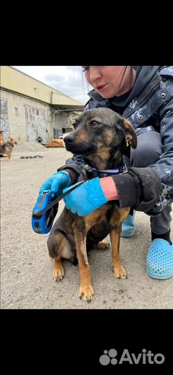 Олененок маленькая собачка выпуск на улицу