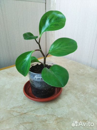 Комнатные цветы