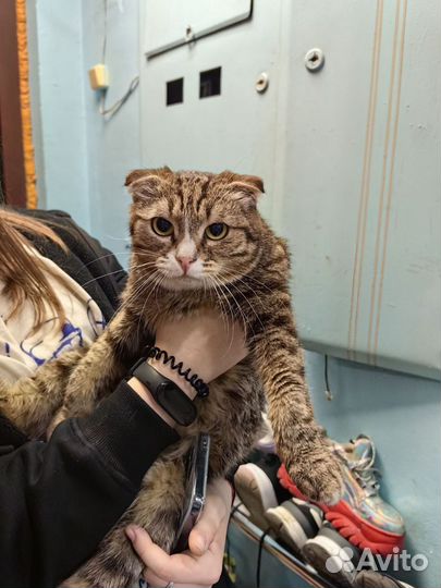 Нашли кота вислоухий