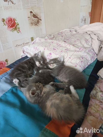 Кошки в добрые руки