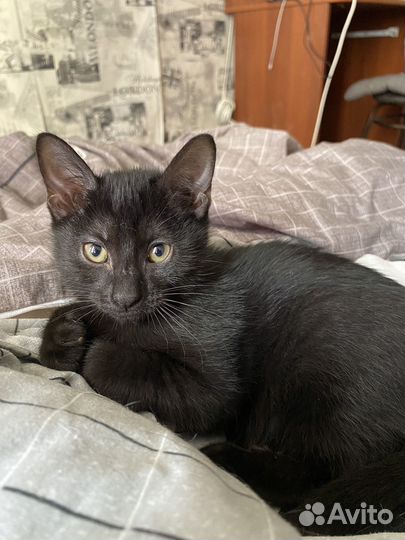 Котята бесплатно