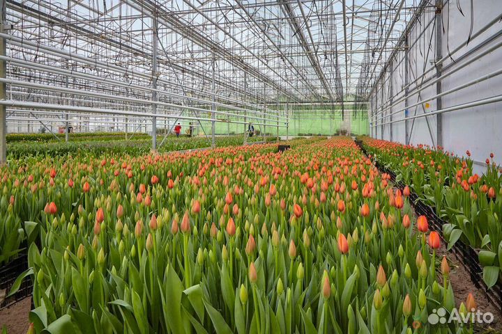 Инвестиции в тепличный комплекс. Высокий доход