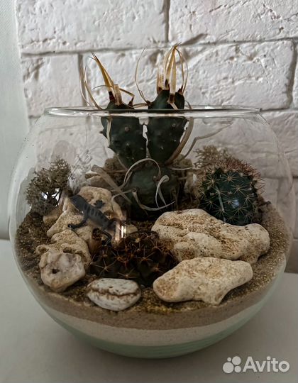 Флорариум, кактусы, подарок