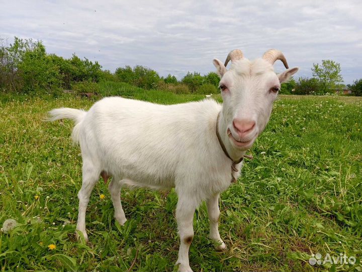 Коза 1.3 года