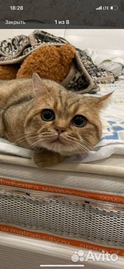 Шотландский кот