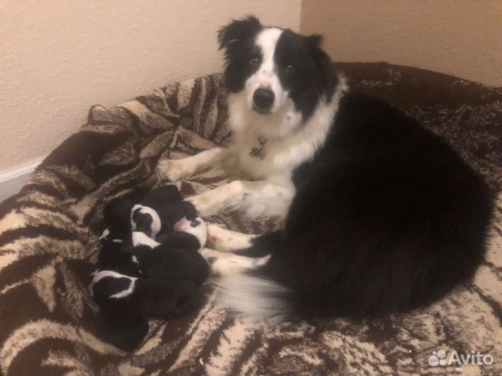 Щенки бордер колли