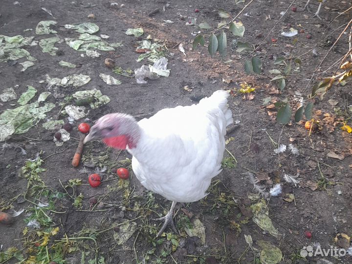 Индюки индюшки индейки