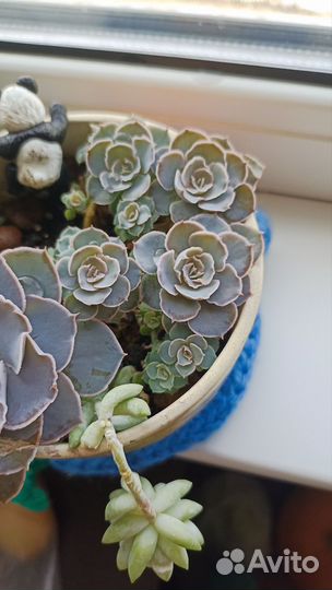 Суккуленты. Детки