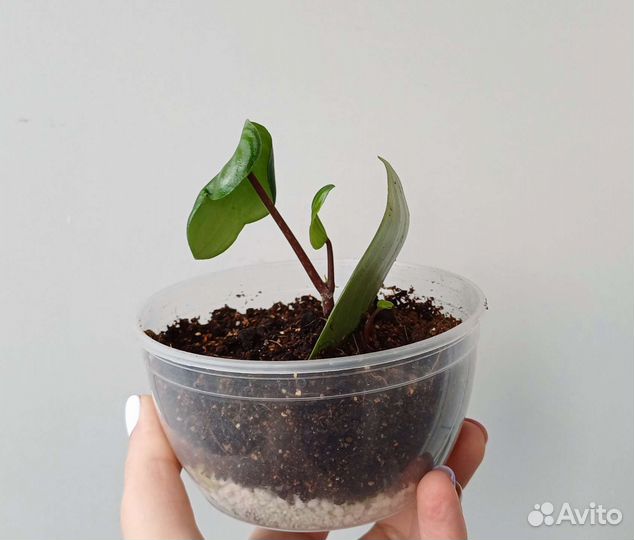 Пеперомия арбузная