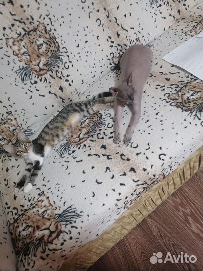 Кошка бесплатно