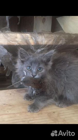 Кошки и коты в добрые руки