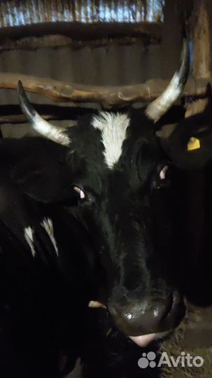 Корова высокоудойная