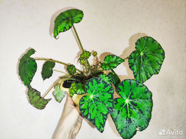 Бегония тигровая