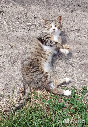 Котенок мальчик в добрые руки