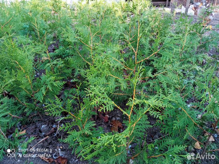 Туя брабант. (окс)