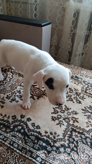 Собаки щенки