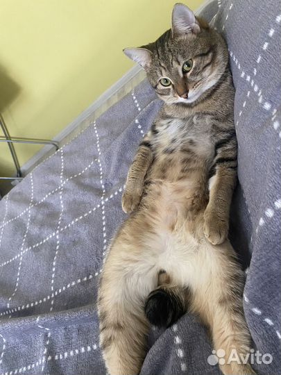 Котик для вязки