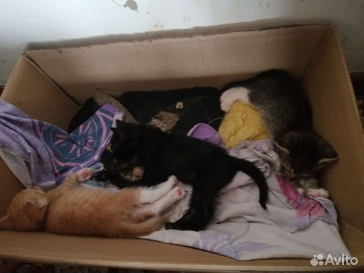 Котята в добрые руки бесплатно