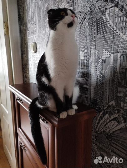 Вислоухая кошечка