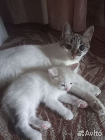 Котенок