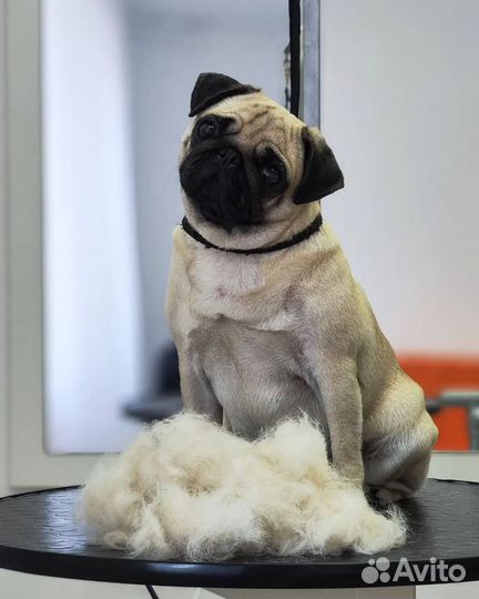 Стрижка собак с выездом на дом