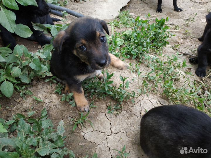 Отдам щенков в добрые руки