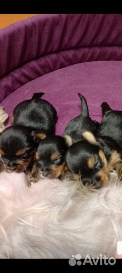 Йоркширский терьер мини щенки