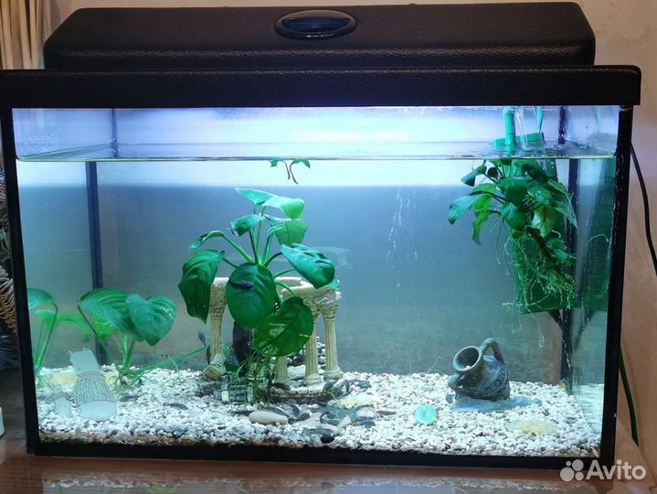 Аквариум