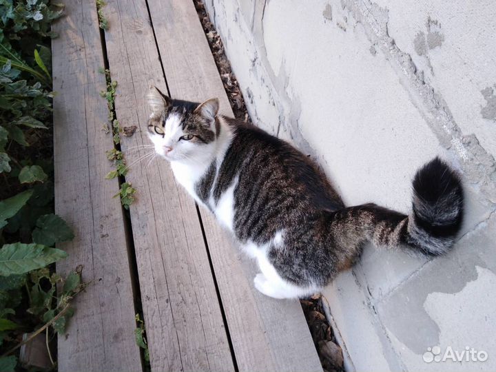 Котик в добрые руки