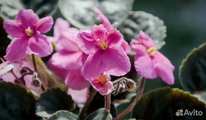 Каланхоэ,фиалки,декабрист,дифенбахия и т д