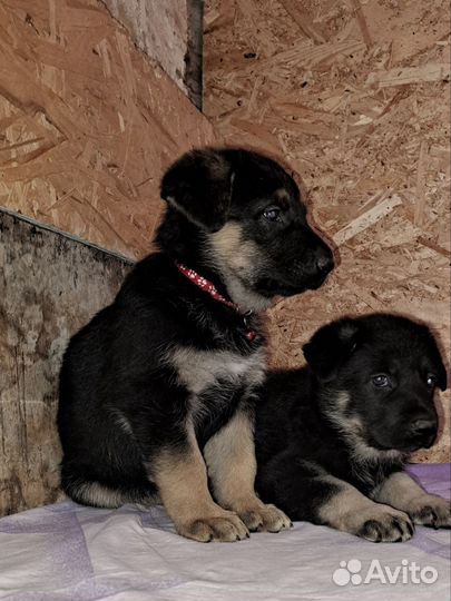 Восточноевропейская овчарка