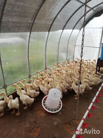 Гуси, утки, муларды