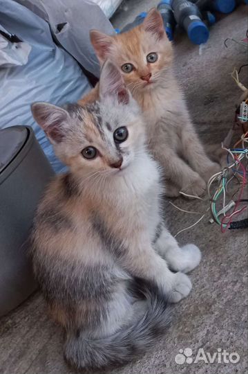 Котята в добрые руки мальчики