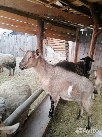 Козел вязка