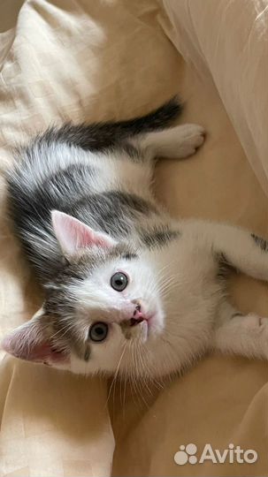 Черно белый котенок