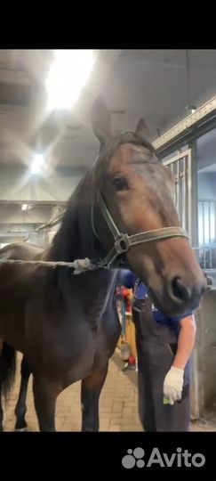 Мерин,жеребцы,жеребята рысаки иноходцы