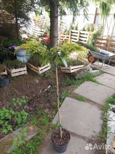 Можжевельник Кинг оф спринг на штамбе