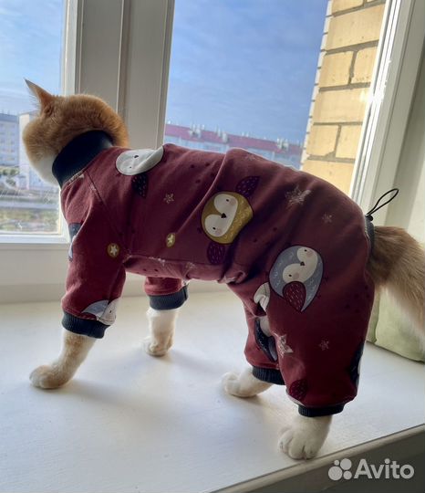 Одежда для сфинксов