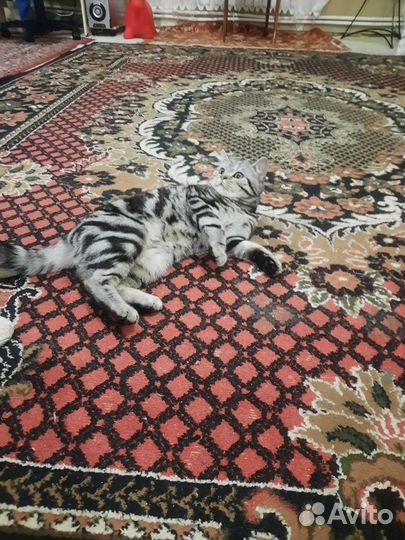 Шотландский кот вязка
